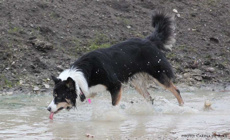 Sookie leger i vandpyt
