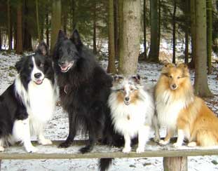 Kengu, Rufus, Buddy, Enzo