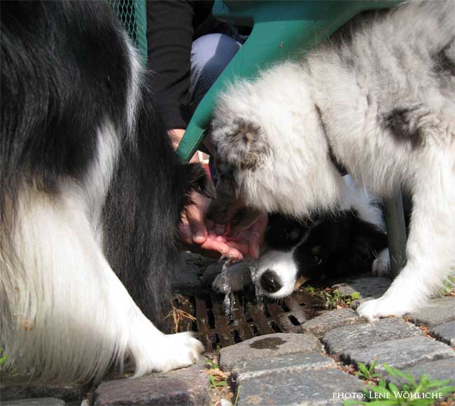 Toxy, Qato & Sookie drikker vand fra en haveslange