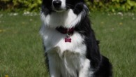 Vini 1 year old -::- Vini 1 år Today is Vini’s first birthday – turning 1 year already Vini is everything I could wish for and she is so fun to train – for not to mention Sookie’s...