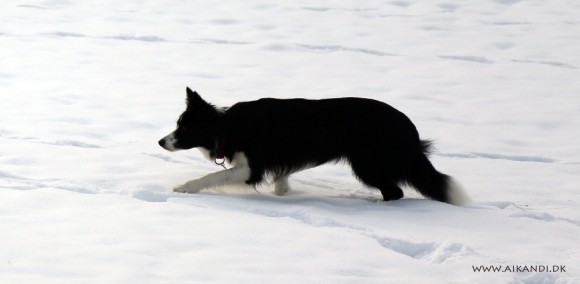 Vini - 19 måneder gammel