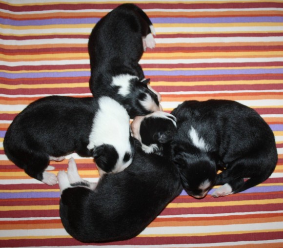 All puppies day 6