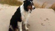Her er lige et billede af Eddie, som er Elliot’s søn – Eddie er så absolut den smukkeste tric hanhund i verden