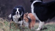 Igår var vi ude at gå en tur med Vini’s venner. Vi har været så heldige at finde nogle andre jævnaldrende border collie hvalpe, som vi af og til mødes...