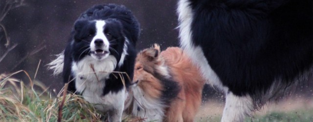 Igår var vi ude at gå en tur med Vini’s venner. Vi har været så heldige at finde nogle andre jævnaldrende border collie hvalpe, som vi af og til mødes...