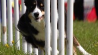 Agility competitions -::- agilitystævner Gosh, time flies.. so far this year Sookie has participated in four agility competitions. Here’s a short update on each competition. Zagorje, Slovenia This was actually the first time running...