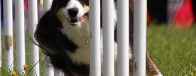 Gosh, time flies.. so far this year Sookie has participated in four agility competitions. Here’s a short update on each competition. Zagorje, Slovenia This was actually the first time running...