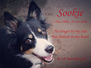 sookie-memory