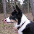 Tungen lige i munden? Jeg var oppe og lufte Sookie på Hornbæk strand i dag og ville tage nogle billeder – men da jeg kommer hjem og ser billederne, måtte jeg trække på smilebåndet.....