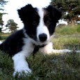 Jeg har nu besluttet mig for hvalpens navn – jeg har altid kaldt mine hunde deres stambogsnavn (pånær Sookie), men Basil, Elliot og Kopy hed alle det på stamtavlen. Jeg...