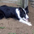 Today is the 63th day from when Vini got mated.. but no puppies yet.. Vini has though been busy digging a hole, so hopefully the puppies will be born soon!! […]