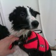 Jeg havde vundet et gavekort til en halv times hundesvømning, så nu skulle det bruges. Det er godt nok længe siden Sookie  sidst har svømmet. Jeg plejede at lægge fiskeguffer...