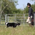 Igår afholdte Border Collie Klubben en hyrdeprøvedag og jeg deltog med Sookie 🙂 Det var et rigtigt godt arrangement, hvor der både indgik teori og praktisk prøve, hvor vi tre […]